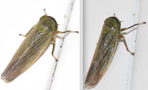 Limotettix striola
